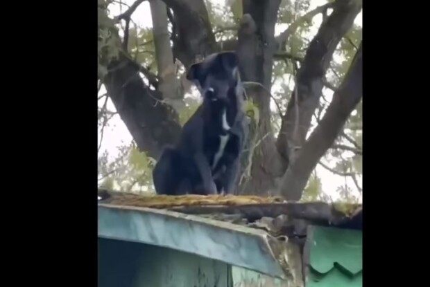 На Рівненщині з даху будівлі знімали собаку (Відео)