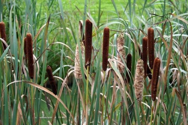 Задушив кохану біля ставка, тіло сховав в очереті...