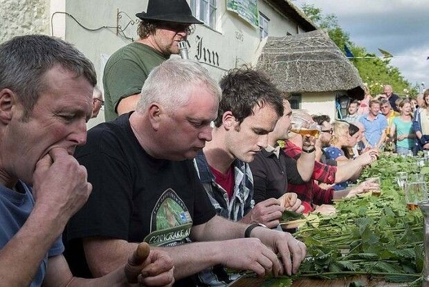 Кропива ти моя, кропива... Жували стебла 30 хвилин