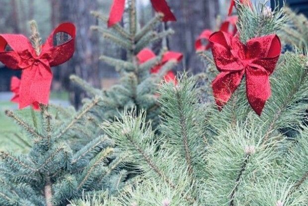На Волині здорожчали новорічні дерева: наскільки зросли ціни