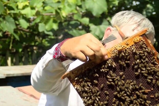 На Волині бджолярів попередили про обробку полів