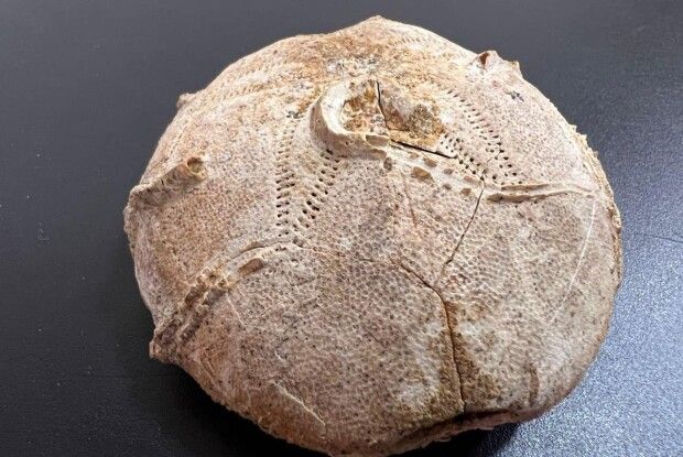 Митники запобігли вивезенню з України давньої знахідки