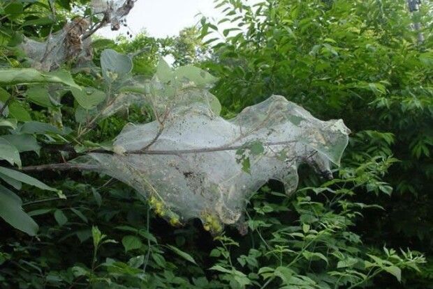 У селі на Волині запровадили карантин у зв’язку зі шкідником на деревах