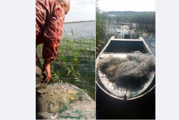 Канадських сомиків випустили в озеро Світязь