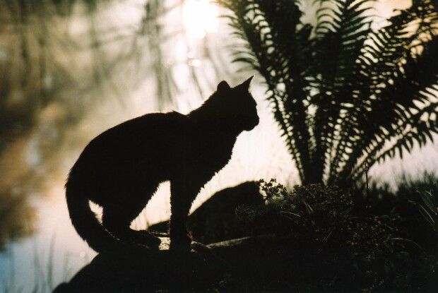 Пояснили, чому коти перед смертю покидають дім