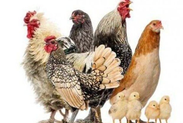 Наїлись кури тюльки…