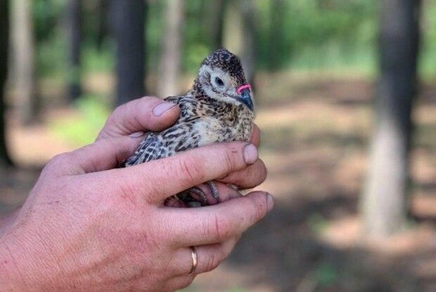 Розповіли, як на Волині вирощують фазанів (Фото)