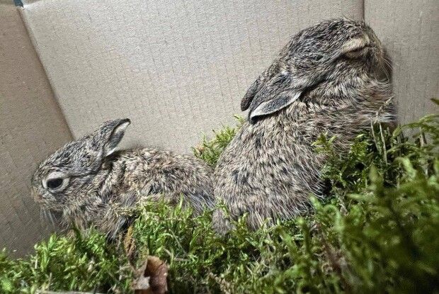 Під час пожежі у Луцькому районі врятували двох зайченят (Фото)