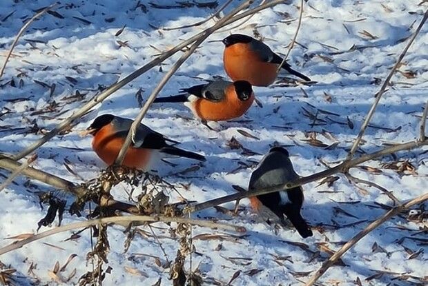 На Рівненщині фотомисливиця вполювала червонопузу банду