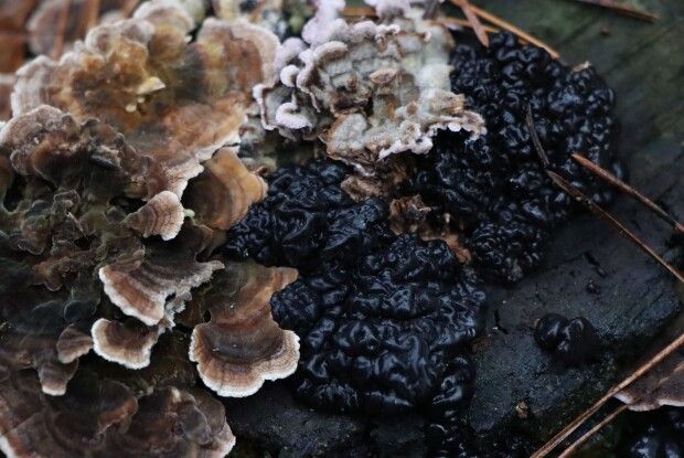 На Волині юні дослідники виявили незвичайний гриб