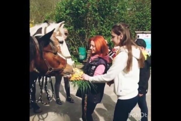 Рівненська кобила Маша відсвяткувала 31-річчя: гості бажали їй міцного здоров'я та смачної моркви (Відео)