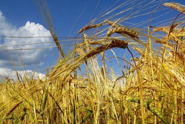 Рівненщина насіяла жита найбільше в Україні