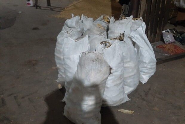 На Горохівщині спіймали на гарячому кукурудзяного злодія