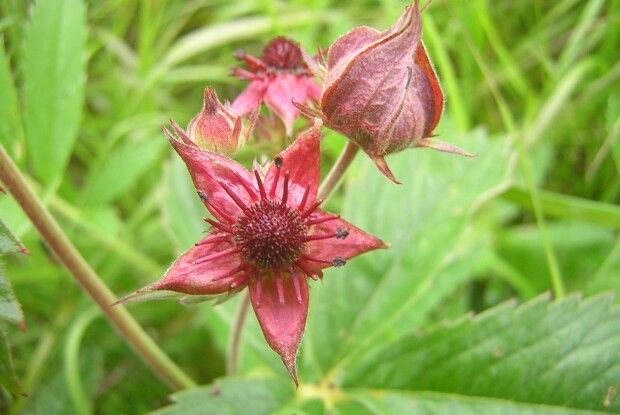 Вовче тіло — щоби наше не боліло!