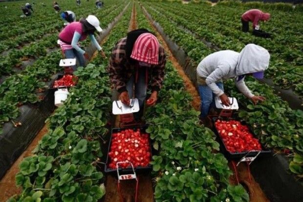 Через брак заробітчан у Польщі може згнити до 40% врожаю полуниці