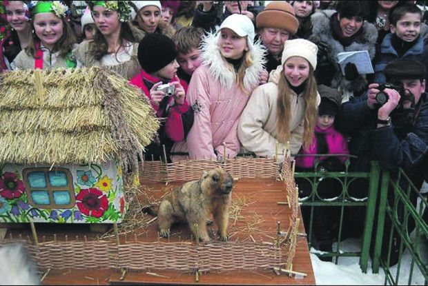 День бабака: 2 лютого чи 14 березня?
