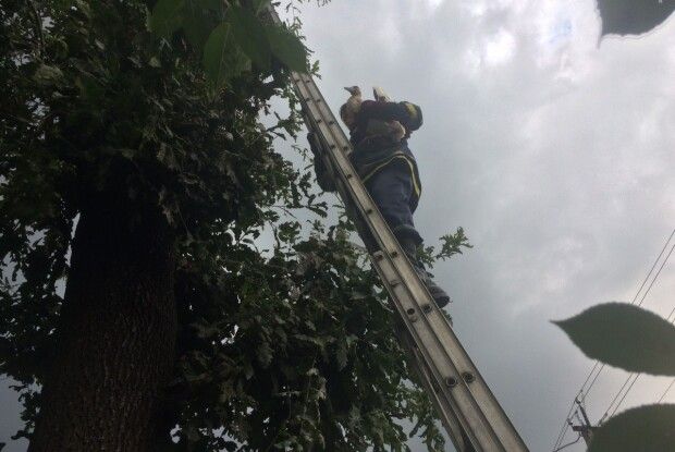 На Рівненщині рятувальники повернули у гніздо лелеченя