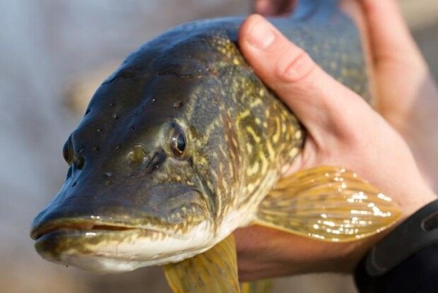 У Світязі впіймали  щуку вагою понад 16 кілограмів (Фото)