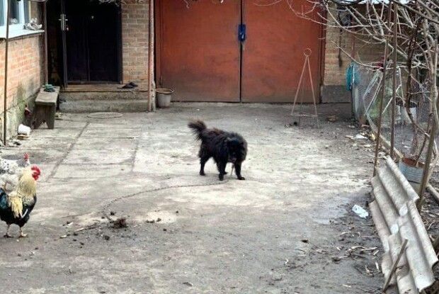 Розшукали «елітного собаку», якого пенсіонерці радив продати скандальний депутат Брагар (фото)