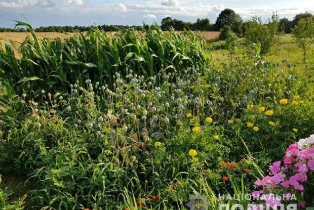 Жителі Рівненщини продовжують вирощувати наркотичне зілля (фото)