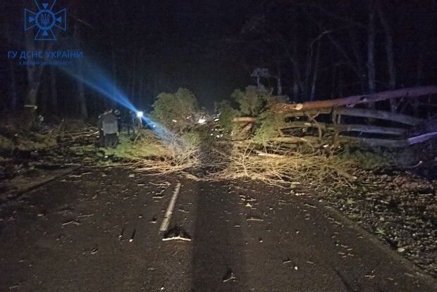 На Волині дерево впало на дорогу (Фото)
