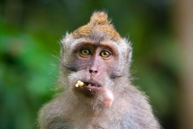 Таблетки «від вагітності» для чоловіків майже готові