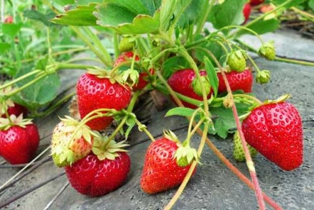 Подбайте про суницю