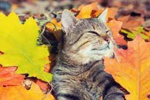 Народний синоптик розповів, коли в Україні настане пік бабиного літа 