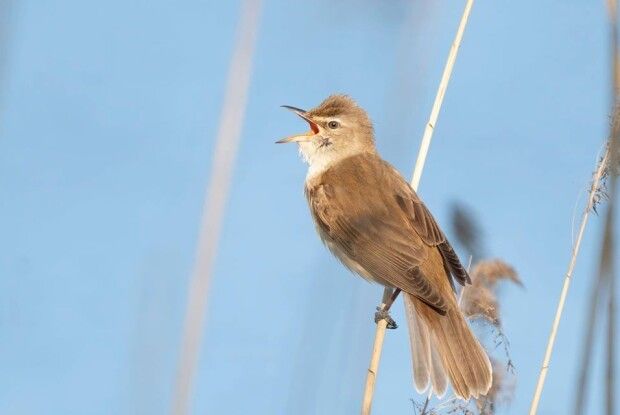 Фотомисливець зазнімкував на околицях Рівного очеретянку велику (Фото)