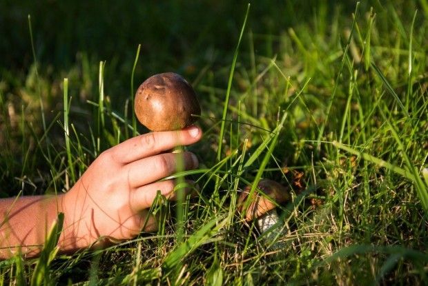 На Рівненщині чоловік потрапив у реанімацію після частування грибами