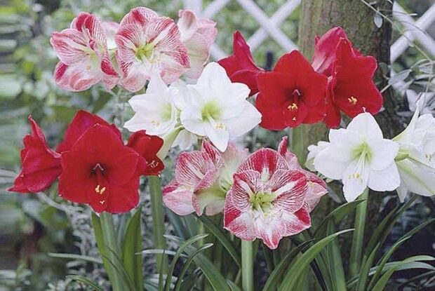 Амариліс чи гіпеаструм?