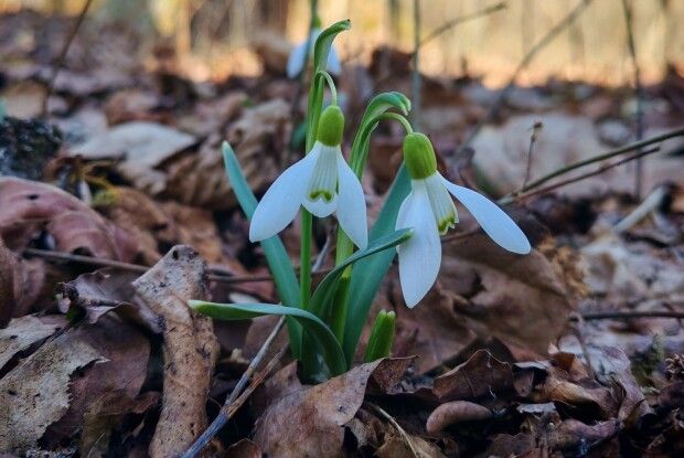 Орлани, журавлі та «інженери»-бобри: як оживає дика природа на Волині