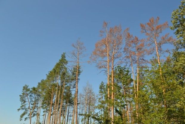 Горохівські лісівники сплатили у місцеві бюджети 2,6 млн грн