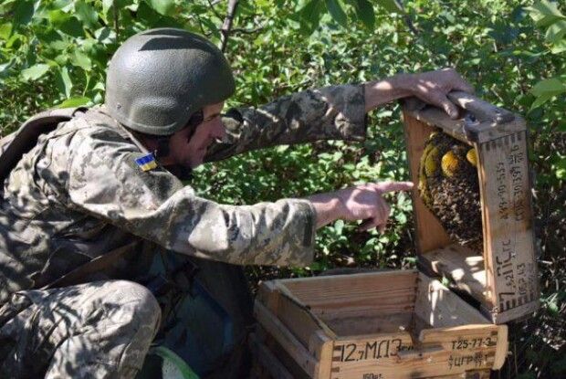 Українські бійці облаштували пасіку на передовій: на вулик пішли ящики з-під набоїв 7.62 мм (фото)