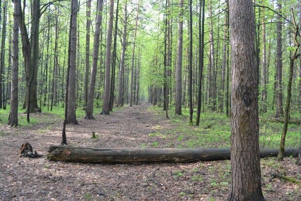 На Волині з'явилися перші білі гриби (Фото)
