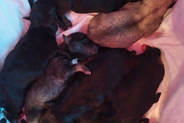 У Луцьку семеро цуценят у  зав‘язаному пакеті викинули на смітник