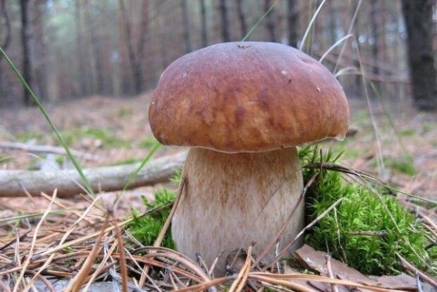 Лікуйте душу лісом