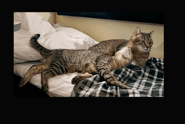 Кіт Степан знайшов свою Стефанію!