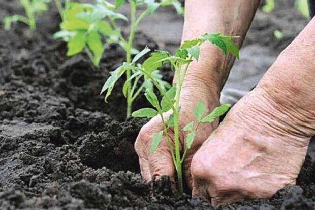 Господарські секрети: при вирощуванні помідорів канікул не буває