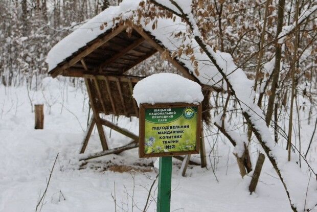 Як у морози в Шацькому нацпарку підгодовують тварин (Фото)