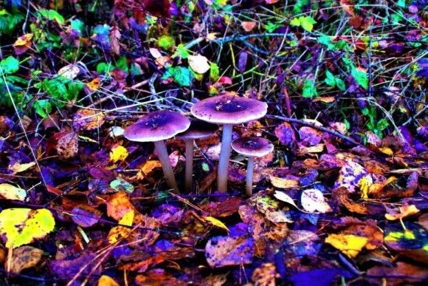 Американець вакцинувався «від депресії» відваром галюциногенних грибів
