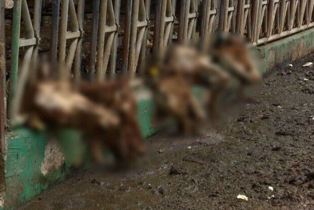 Різали на шматки: працівники ферми під Харковом розповіли, як  росіяни знущалися над коровами