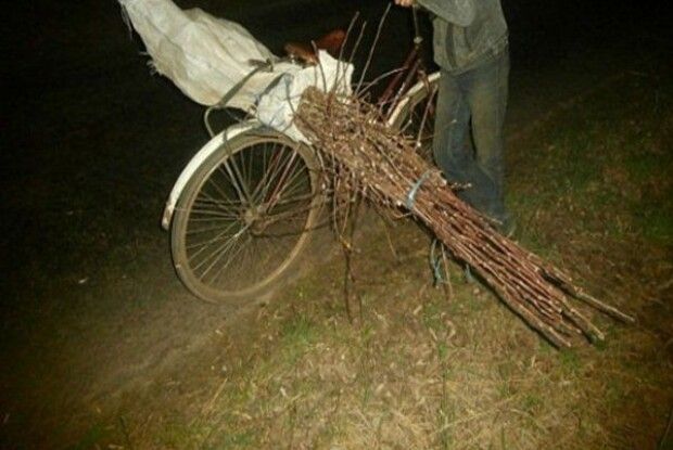 На Волині вкрали… частину саду