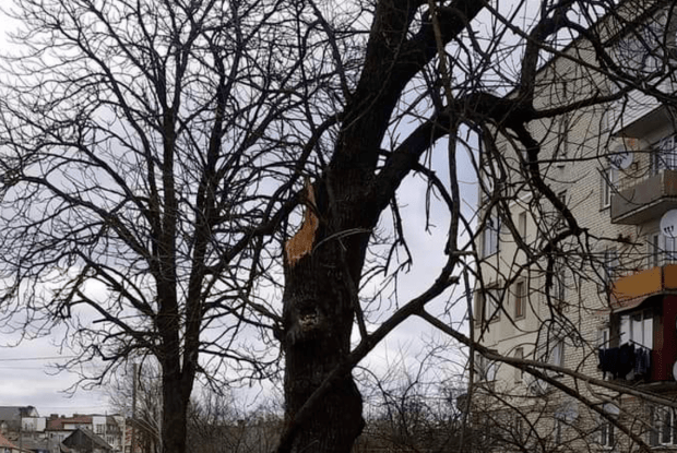 На Волині дерево ледь не вбило дідуся з онукою (Фото)