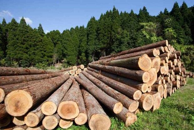 Лісівники Волині та Рівненщини продовжують поставку деревини на потреби ЗСУ