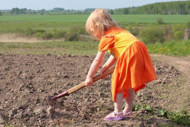 «У дитини астма!»: учнів змушували під час уроків збирати врожай