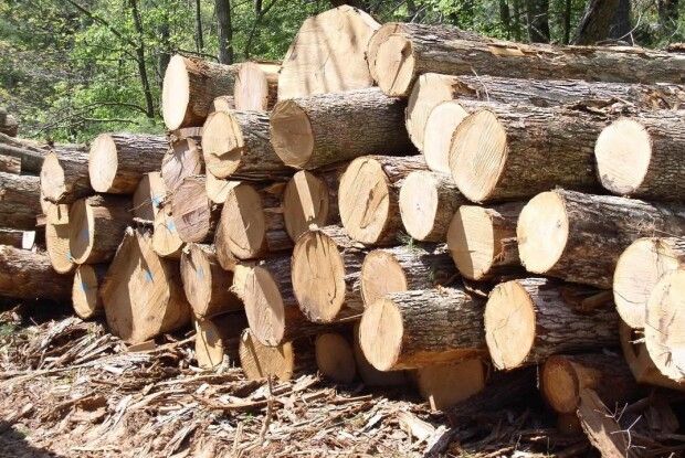 Керівник державного підприємства на Волині отримав підозру за махінації з продажем деревини