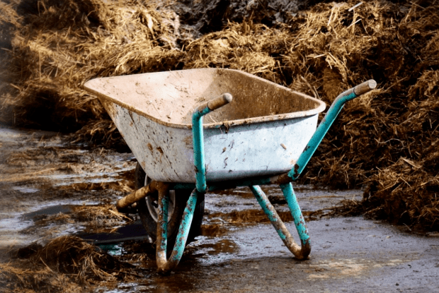 Правила осіннього підживлення садка