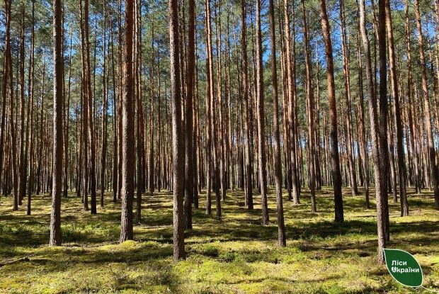 На Волині та Рівненщині показали, як вирощують здорові ліси