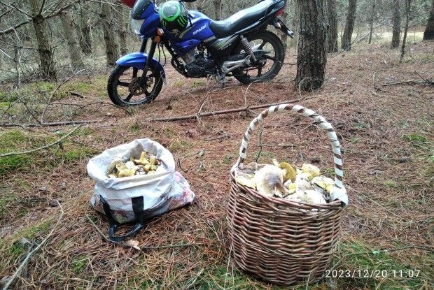 Грибний сезон на Волині продовжується у грудні